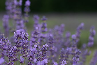 Close-up of blooming purple lavender flowers in a field