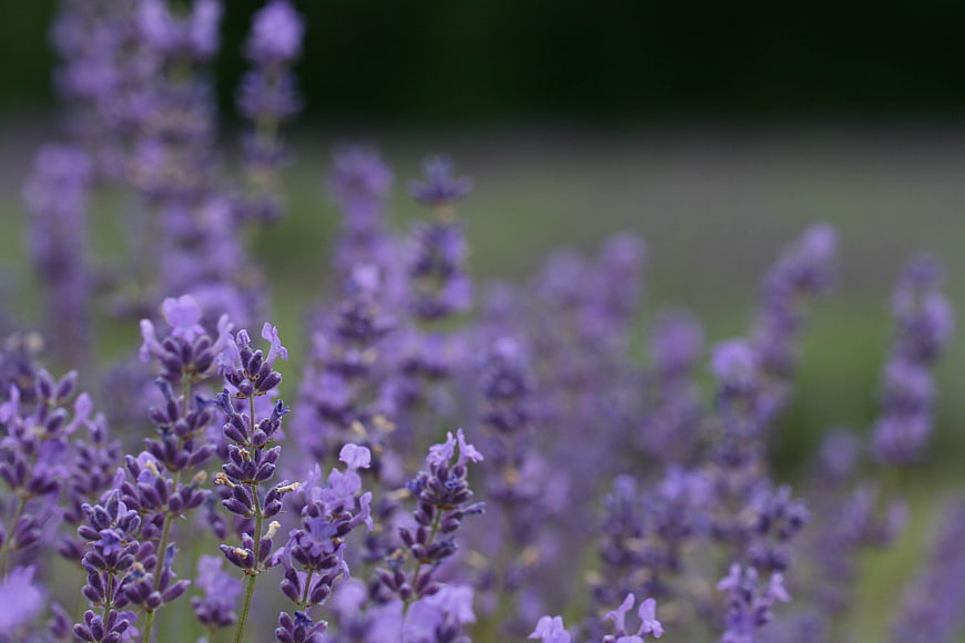 Close-up of blooming purple lavender flowers in a field