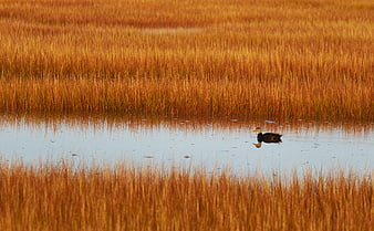 Lone Duck Swimming in Golden Autumn Marsh Landscape