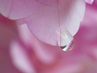 Macro water droplet on pink flower petal
