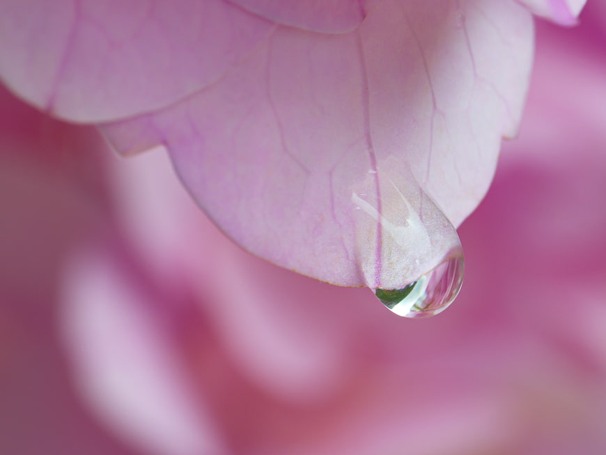 Macro water droplet on pink flower petal