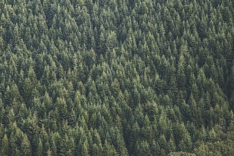 Aerial view of dense green pine forest texture
