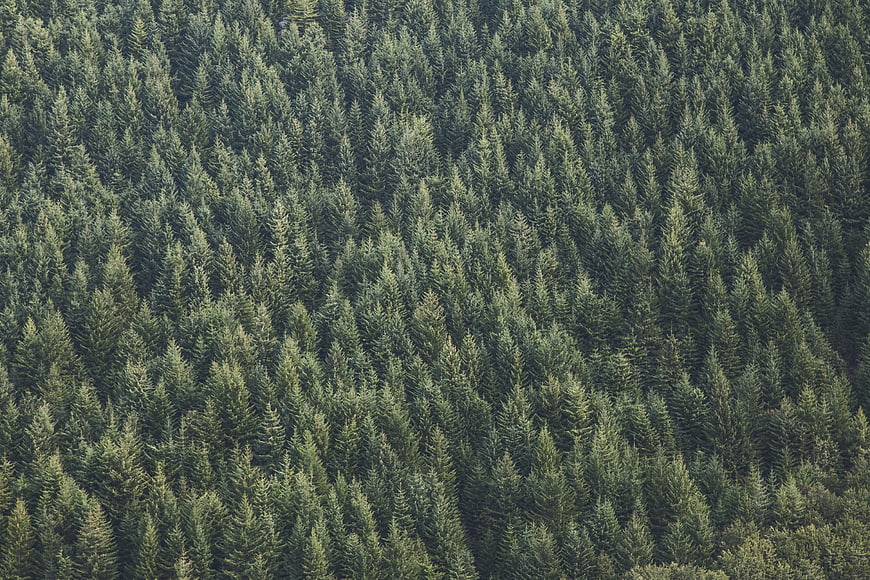 Aerial view of dense green pine forest texture