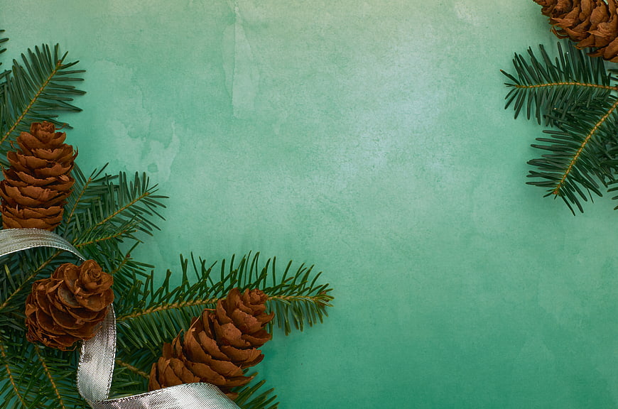 Christmas pine branches and cones on teal background