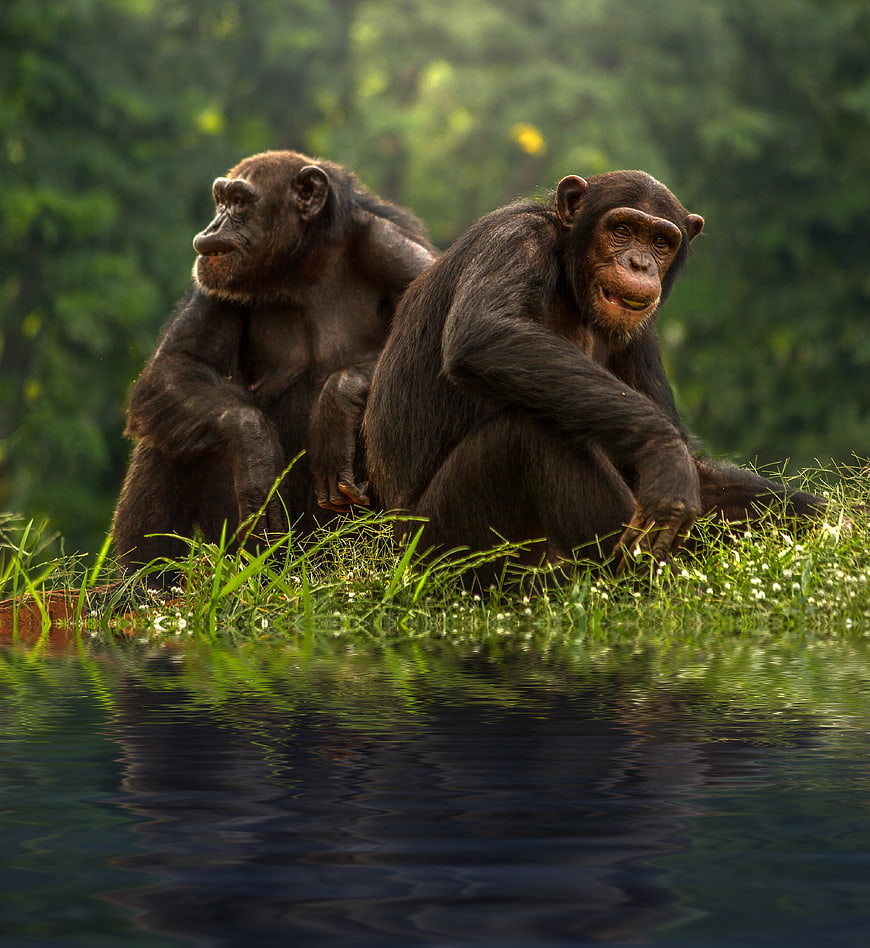 Two chimpanzees sitting by water in a lush forest