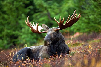 Majestic Bull Moose Resting in Autumn Forest Undergrowth