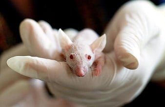 White albino mouse held in gloved hand