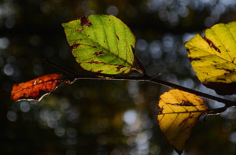 Autumn leaves on a branch with bokeh background