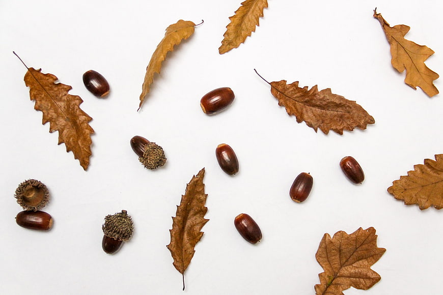 Dried Oak Leaves and Acorns Flat Lay on White Background