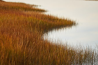 Golden autumn marsh grasses by calm water