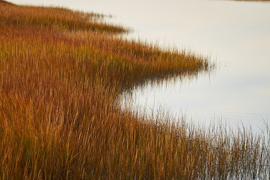 Golden autumn marsh grasses by calm water
