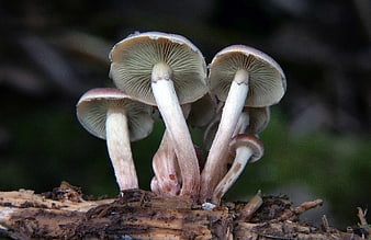 Close-up of wild mushrooms growing on a decaying log in the forest