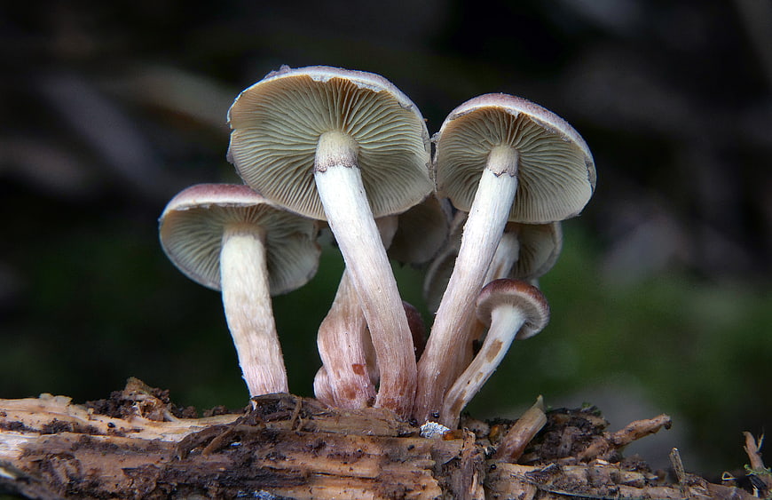 Close-up of wild mushrooms growing on a decaying log in the forest
