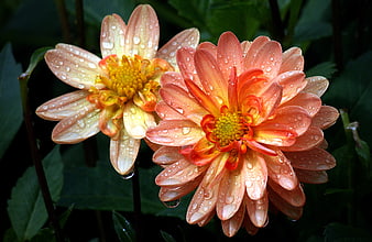 Close-up of two orange dahlias with raindrops on petals