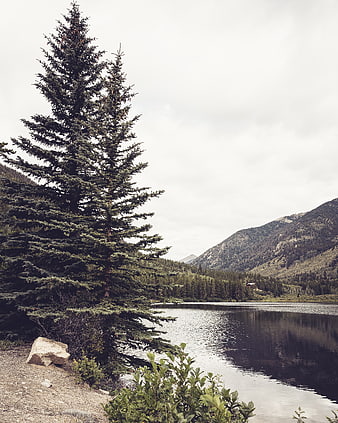 Serene Mountain Lake with Tall Pine Tree and Forest