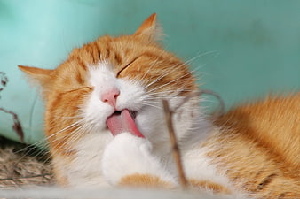 Close-Up of Ginger and White Cat Licking Paw