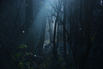 Mysterious dark forest with ethereal blue light rays