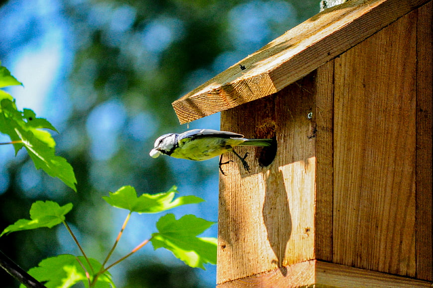 Great Tit Bird Feeding Chicks in Wooden Birdhouse