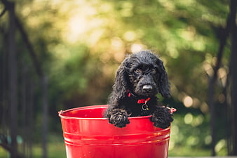 Cute black puppy sitting in a red bucket outdoors