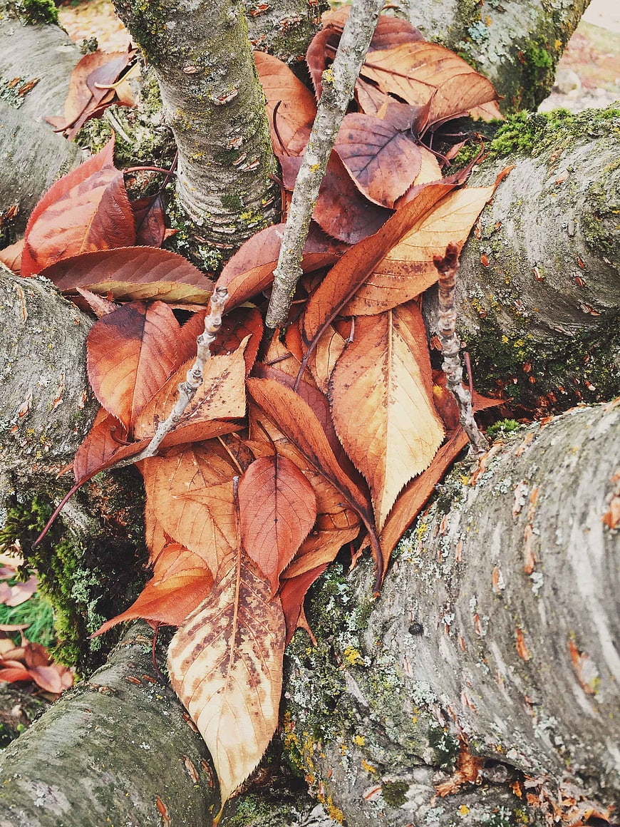 Close-up of dried autumn leaves on mossy tree bark