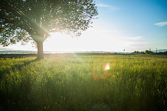 Sunlit Green Grass Field with Large Tree and Lens Flare