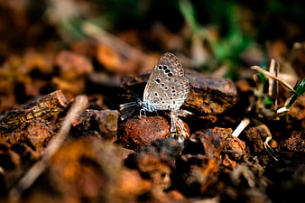 Close-up of a small blue butterfly on forest soil