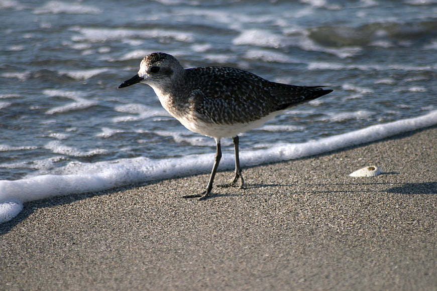 Sandpiper bird standing on sandy beach near ocean waves