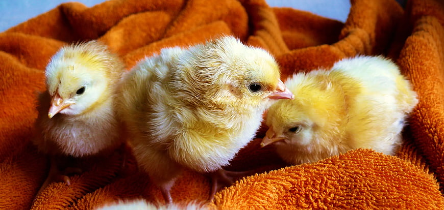 Three fluffy yellow baby chicks on orange towel
