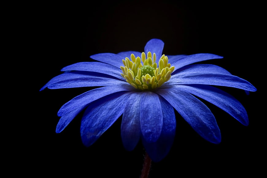 Vibrant Blue Flower with Yellow Center on Black Background