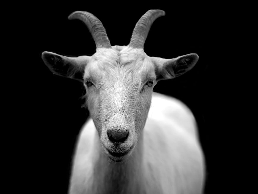 Black and white portrait of a goat with horns