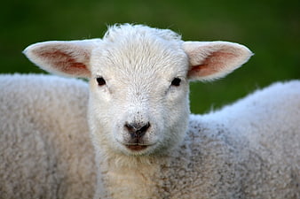 Close-up portrait of a cute white lamb with green background
