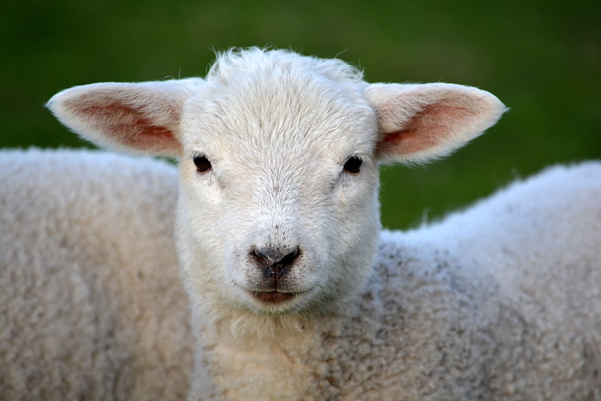 Close-up portrait of a cute white lamb with green background