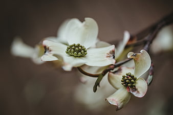 Close-up of white dogwood flowers on a branch