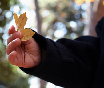 Child's hand holding yellow autumn leaf in forest