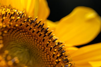 Macro Close-Up of Sunflower Center with Yellow Petals