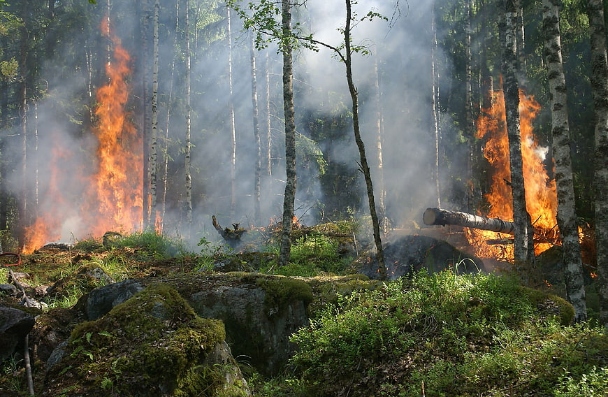 Intense forest fire burning through birch trees with smoke