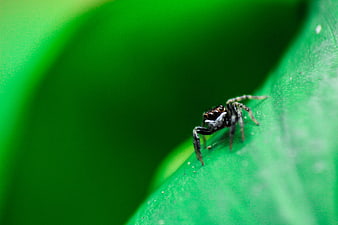 Macro shot of jumping spider on green leaf