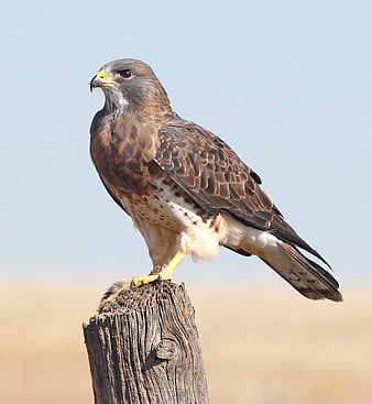 Red-tailed Hawk Perched on Wooden Post Against Blue Sky