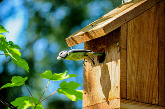 Great Tit Bird Feeding Chicks in Wooden Nest Box