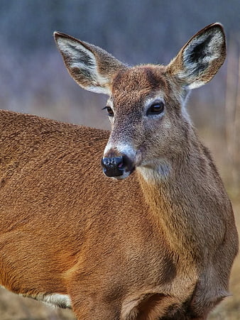 Close-up portrait of a white-tailed deer doe in the wild