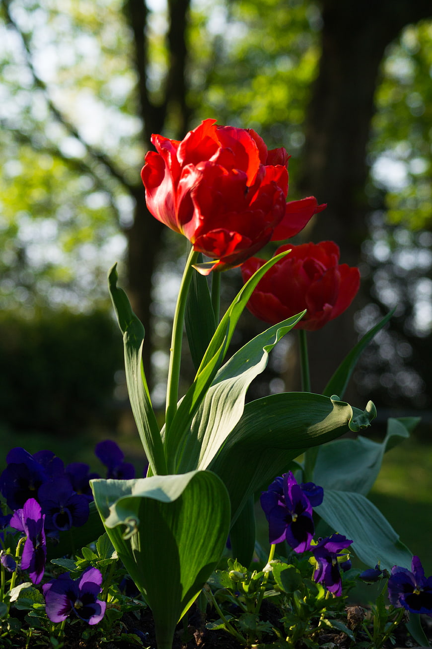 Vibrant Red Tulips and Purple Pansies in Sunlit Garden
