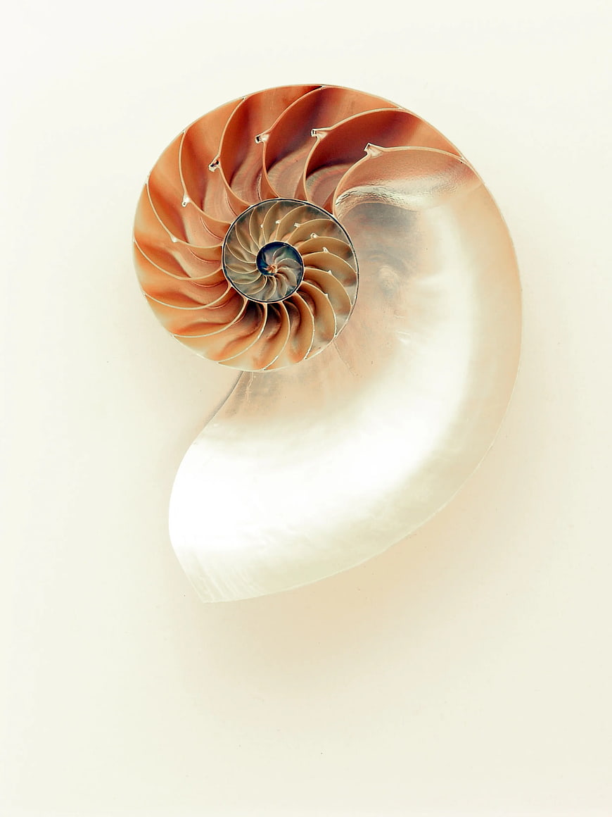 Cross-section of nautilus shell on white background