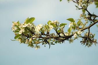 White Blossoms on Branch Against Blue Sky