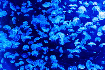 Blue Jellyfish Swimming in Dark Aquarium Water