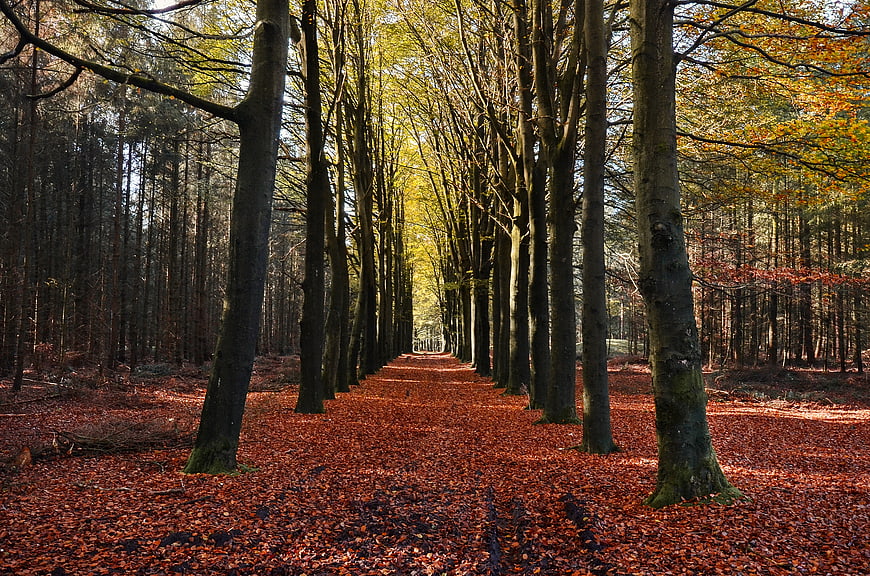 Autumn forest path with red leaves and tall trees