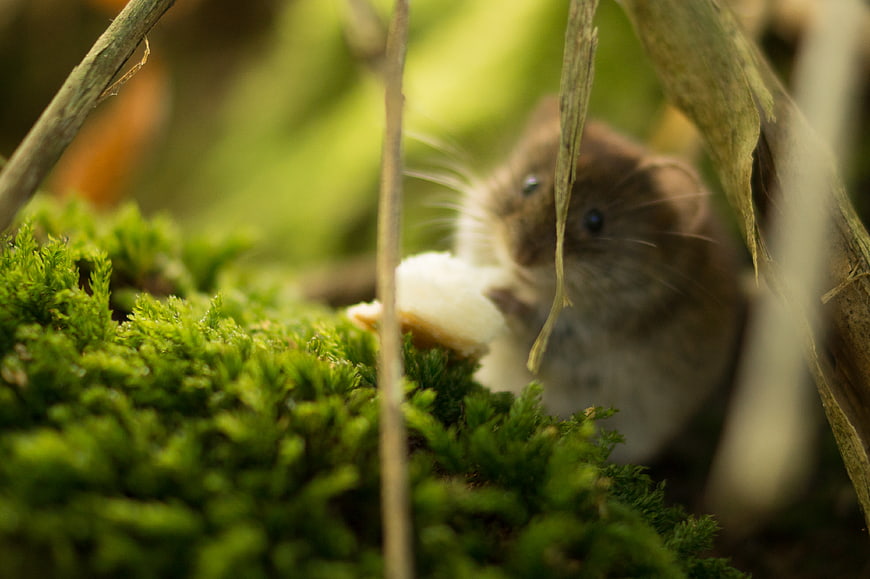Cute Mouse Eating Bread in Mossy Forest
