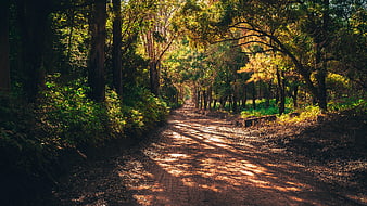 Sunlit Forest Path with Dappled Shadows