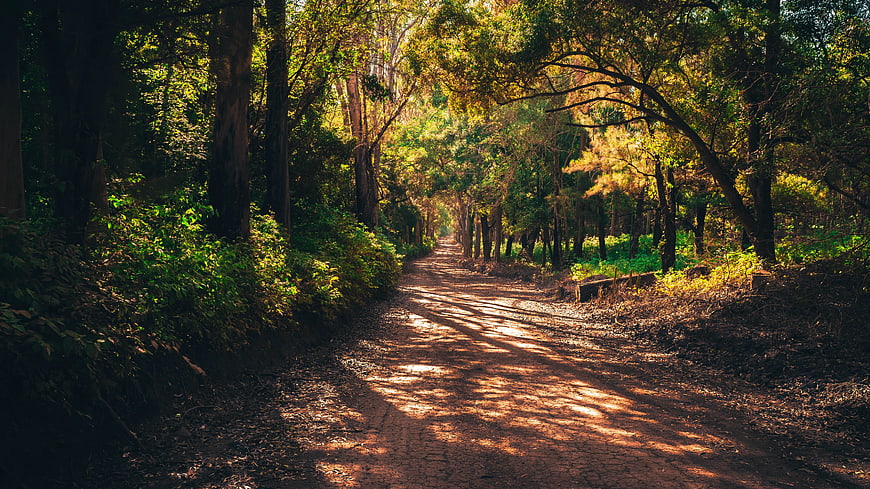 Sunlit Forest Path with Dappled Shadows