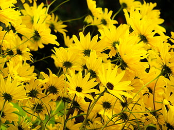 Vibrant yellow flowers blooming in a lush summer garden