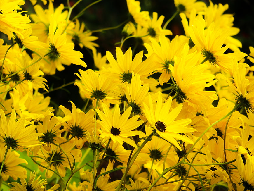 Vibrant yellow flowers blooming in a lush summer garden